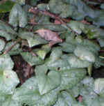 Cyclamen hederifolium 'Silver Cloud' 